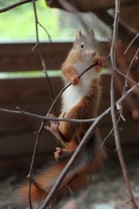 Kletterkünste eines Eichhörnchenkindes, das im Alter von etwa 2 bis 3 Tagen seine Mutter durch Baumschnittarbeiten verlor.