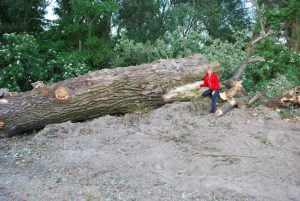 Andenken an die Hainburger Pappel - Spendenaktion