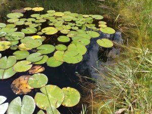 Biotop für einen wildtierfreundlichen Garten