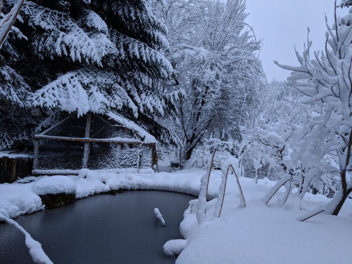 Auswilderung rehabilitierter Igel – mitten im Winter?