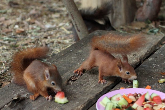 Eichhörnchen in der Auswilderungsvoliere