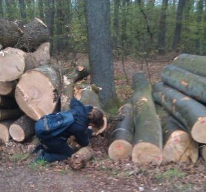 Herausfangen verletzter Fledermäuse nach Baumschnittarbeiten aus den Baumstümpfen.