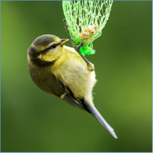 Blaumeisen freuen sich über ein ganzjähriges Futterangebot. Bild: fotolia.com © Visions-AD (#76278067).