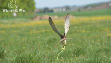 Turmfalke beim Training