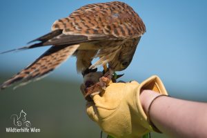 Falke frisst Beute