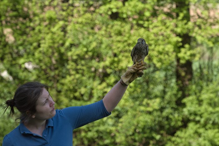 Interview mit Wildtierärztin Rebecca Fränzle