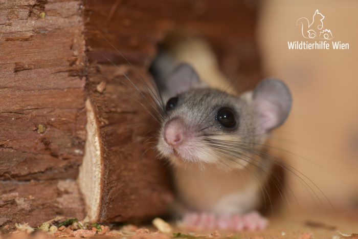 Siebenschlafer Quirlige Poltergeister Wildtierhilfe Wien