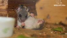 Schlafender Siebenschläfer - Wildtierhilfe Wien