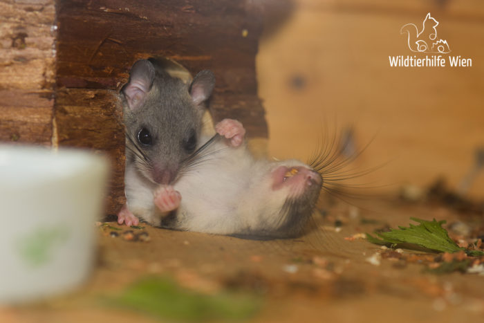 Winterschlaf und Winterruhe: Siebenschläfer - Wildtierhilfe Wien