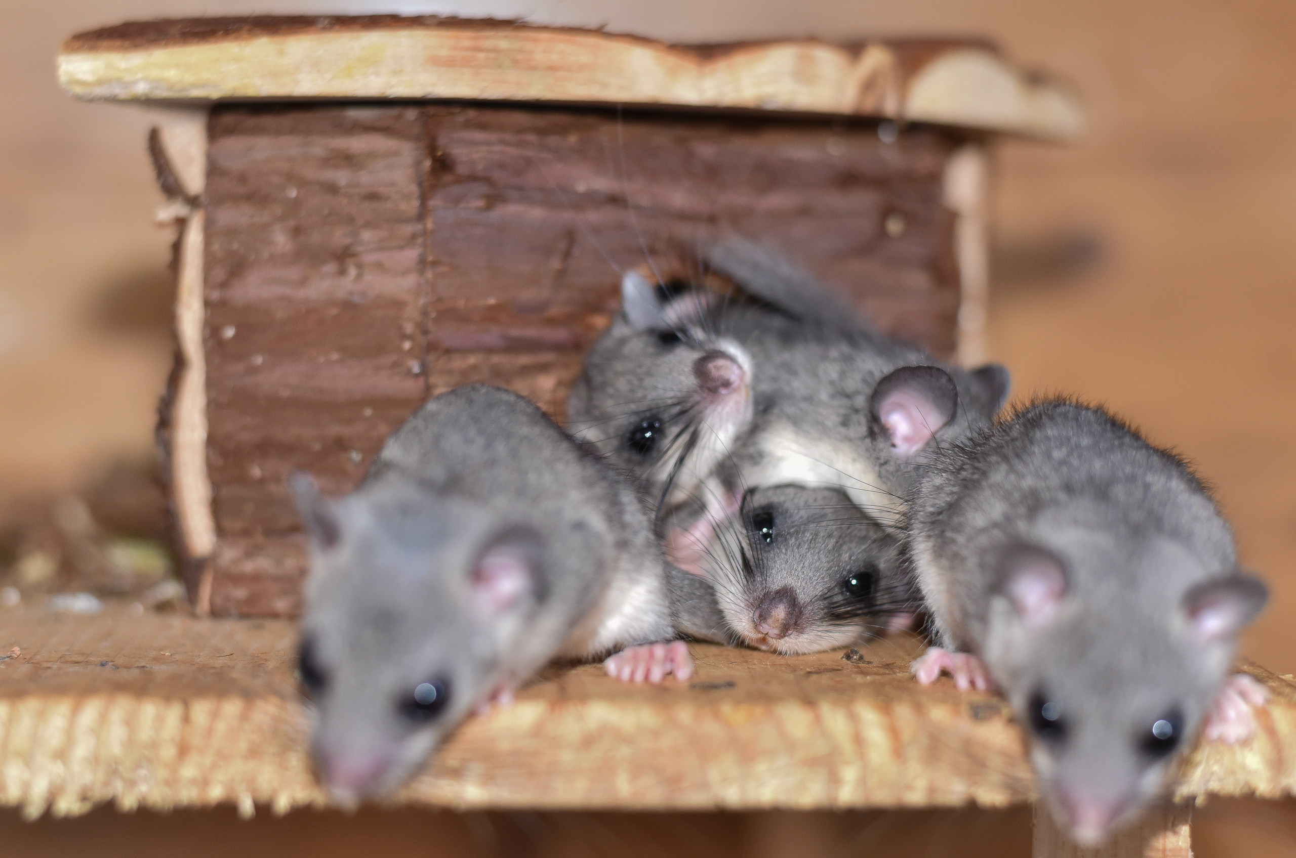 Siebenschlafer Quirlige Poltergeister Wildtierhilfe Wien