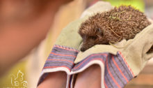 Igel bei der Untersuchung auf Verletzungen - Wildtierhilfe Wien