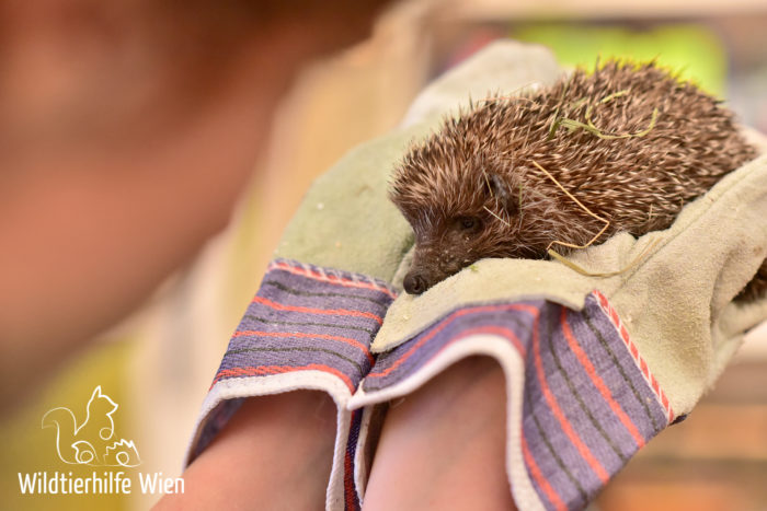 Igel bei der Untersuchung auf Verletzungen - Wildtierhilfe Wien