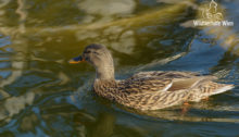 Ente