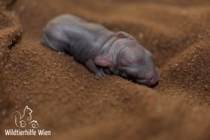 Wildkaninchen-Baby