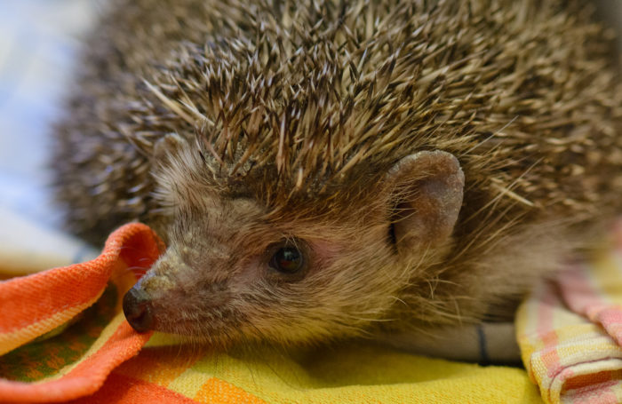 Räudemilben-Igel