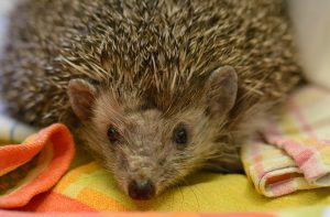 Räudemilben-Igel frontal