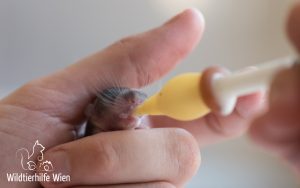 Siebenschläferkind trinkt Ersatzmilch