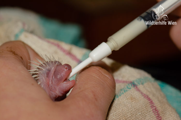 Igel trinkt Ersatzmilch