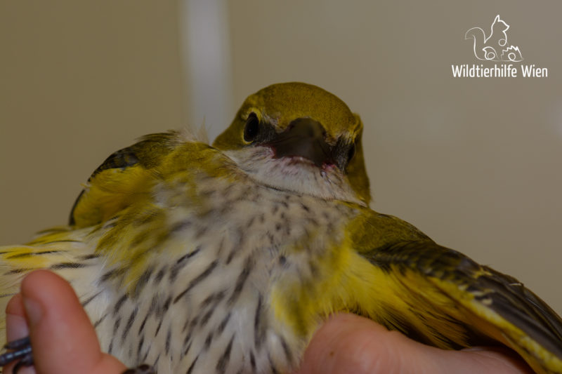 Der Pirol scheue Schönheit Wildtierhilfe Wien
