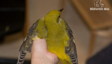 Pirol-Ästling (Dorsalansicht) - Wildtierhilfe Wien