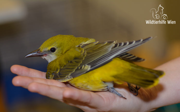 Pirol-Ästling (Lateralansicht)- Wildtierhilfe Wien