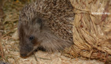 Junger Igel - Wildtierhilfe Wien