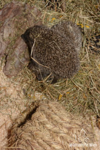 Igel beim Nestbau - Wildtierhilfe Wien