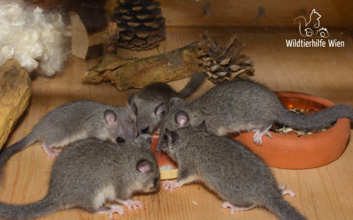 Fünf Siebenschläfer - Wildtierhilfe Wien