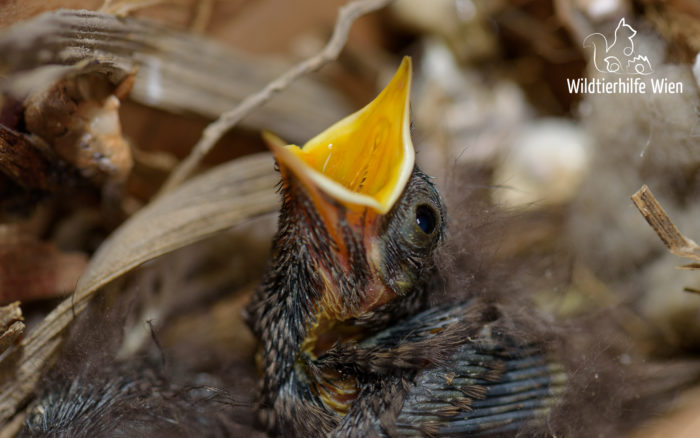 Hausrotschwanz-Nestling