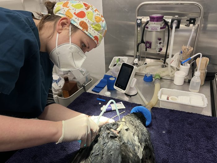 Tierärztin Rebecca Fränzle bei der Operation einer Krähe