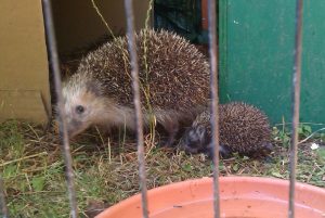 Die stolze Mama mit einem ihrer im Karton großgezogenen Sprössling