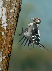 Junger Buntspecht - von Jakob Zmölnig http://www.respect-to-wildlife.at/image/bilder/report08/specht/buntspecht.jpg