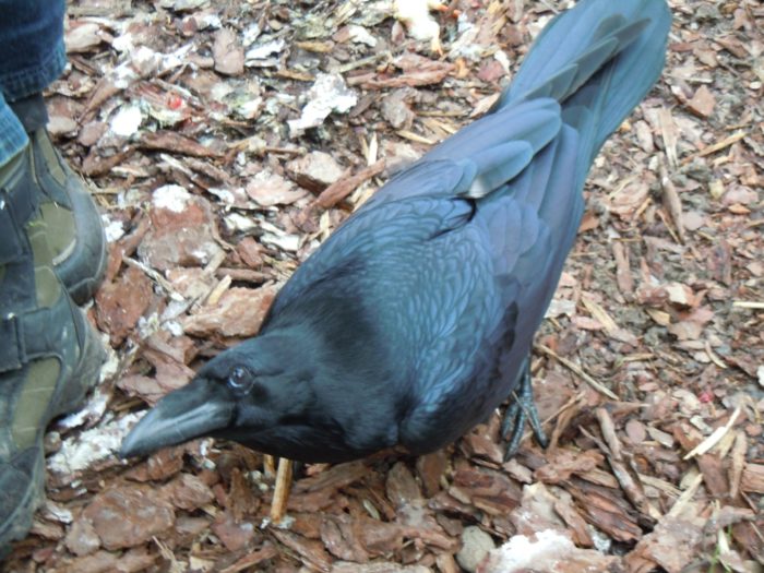 Ein Kolkrabe der Greifvogelauffangstation Haringsee - wie riesig das Tier ist, lässt sich im Vergleich mit den Schuhen eines erwachsenen Mannes erahnen! Sie sind größer als Mäusebussarde und damit ein gutes Drittel größer als Krähen.