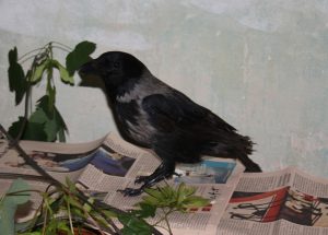 Nebelkrähen-Hybrid "Krah-krah", ein Pflegling der Wildtierhilfe Wien.