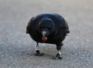 Von Haselnüssen zeigen sich Krähen sehr begeistert, wie diese Rabenkrähe beweist.