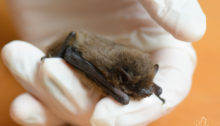 Rauhautfledermaus - Pipistrellus nathusii