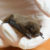 Rauhautfledermaus - Pipistrellus nathusii