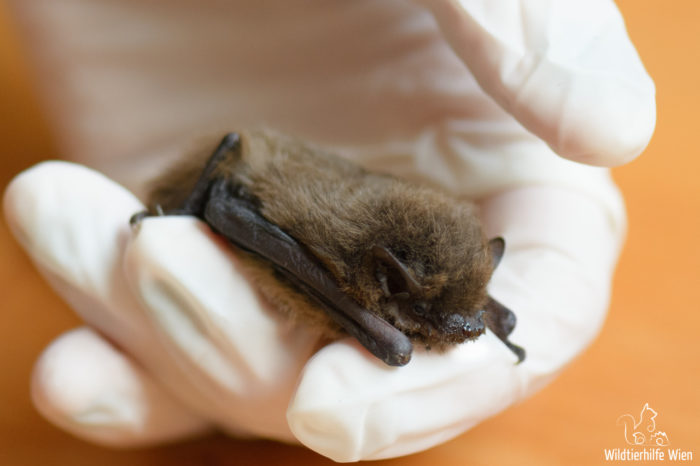 Rauhautfledermaus - Pipistrellus nathusii