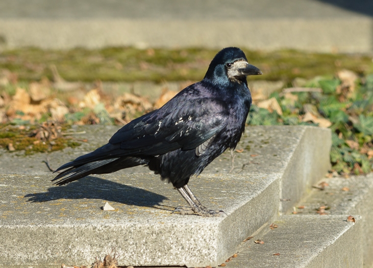 Die Krahen Wiens Drei Arten Im Portrait Wildtierhilfe Wien