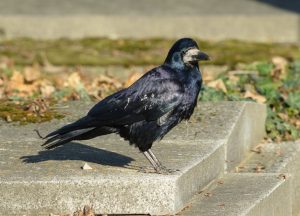 Eine adulte Saatkrähe - bei den Jungtieren ist das Gesicht noch schwarz.