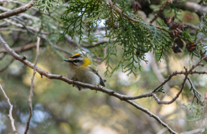 Wildtierhilfe Wien: Sommergoldhähnchen