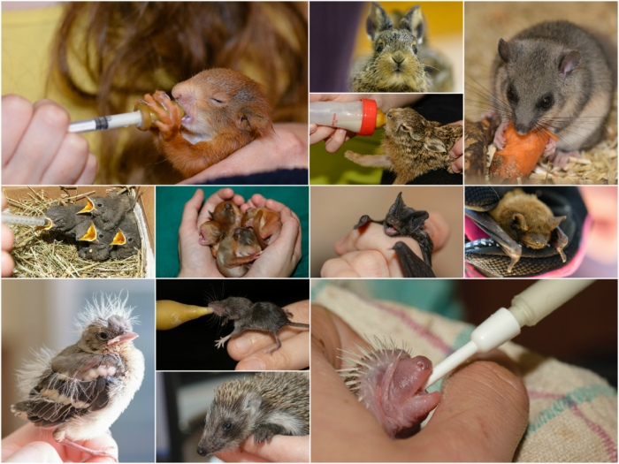 Wildtierauffangstation - Wildtierhilfe Wien Collage