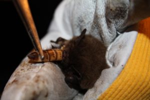 Eine Weißrandfledermaus beim Verschlingen eines Zophobas - die Käferlarven sind z.T. länger als die Fledermaus!