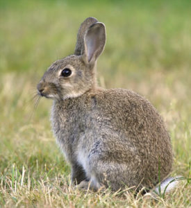 Wildkaninchen (Foto: Matthias Zimmermann) 