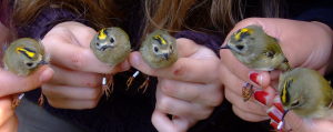 Wildtierhilfe Wien: Wintergoldhähnchen-Gruppe