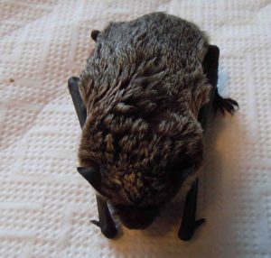 Zweifarfledermaus dorsal