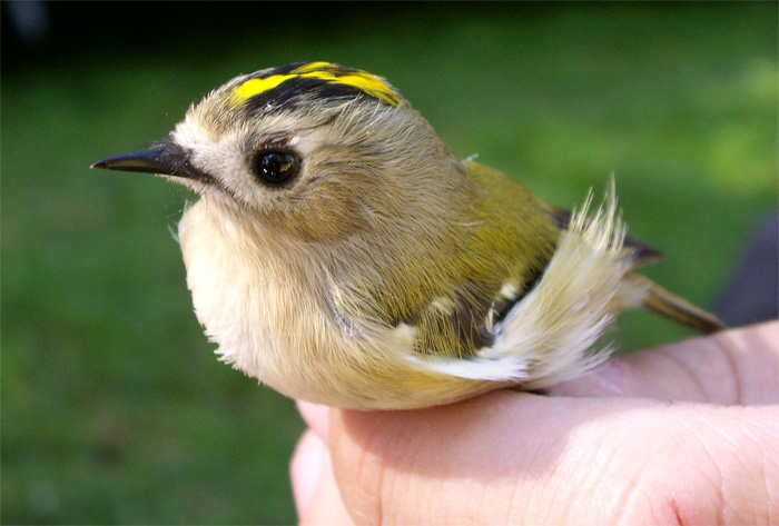 Wildtierhilfe Wien: Wintergoldhähnchen